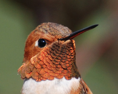 Hummingbirds - 108 Species