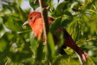 Summer Tanager