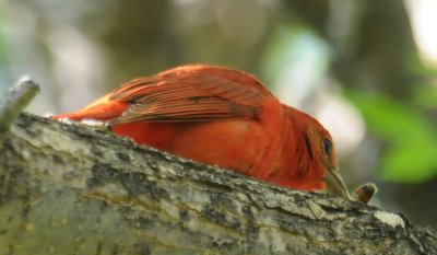 Summer Tanager