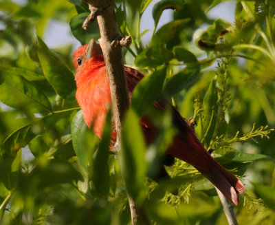Summer Tanager
