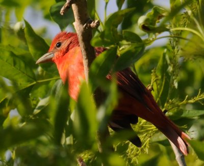 Summer Tanager