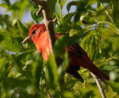 Summer Tanager