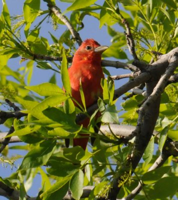 Summer Tanager