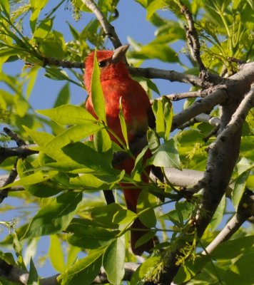 Summer Tanager