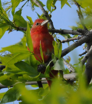 Summer Tanager