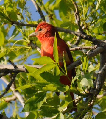 summer_tanager
