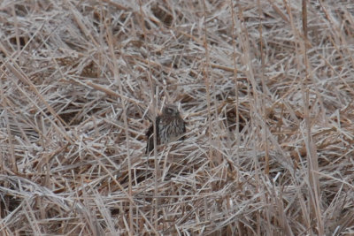 Northern Harrier (female)