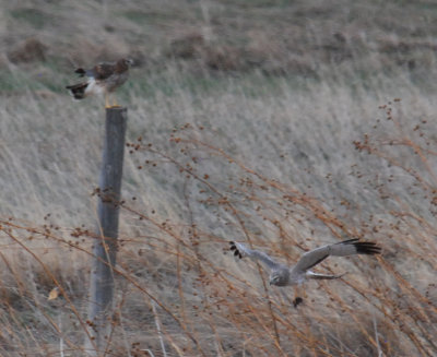 Northern Harrier (female & male)
