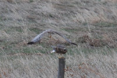 Northern Harrier (male & female)