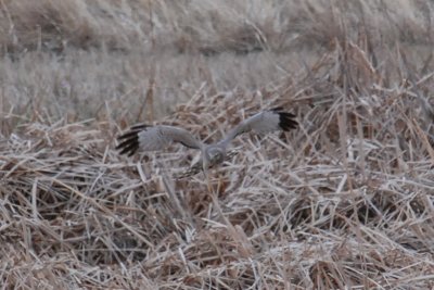 Northern Harrier (male)