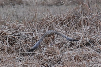 Northern Harrier (male)