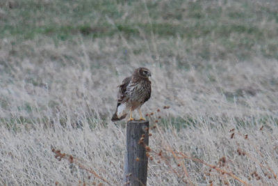 Northern Harrier (female)