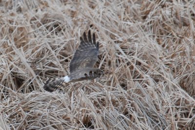 Northern Harrier (female)