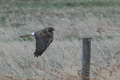 Northern Harrier (female)