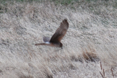 Northern Harrier (female) w nesting material