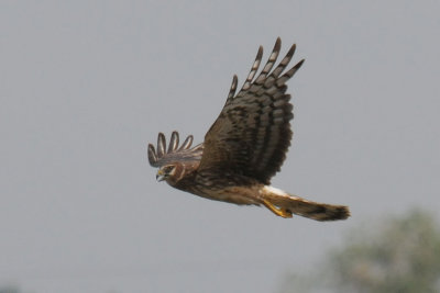 northern harrier