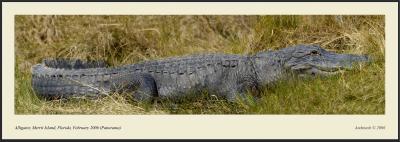 Alligator Merrit Island fullrez fs Ditto.jpg