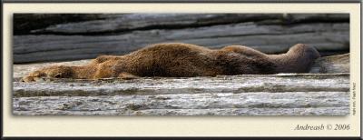 Otter Panorama 2.jpg