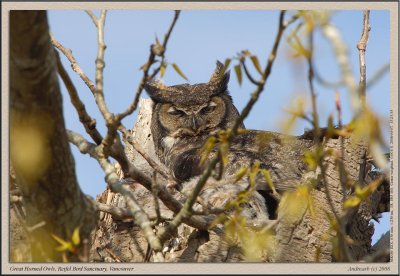 Great Horned Owl Reifel.jpg