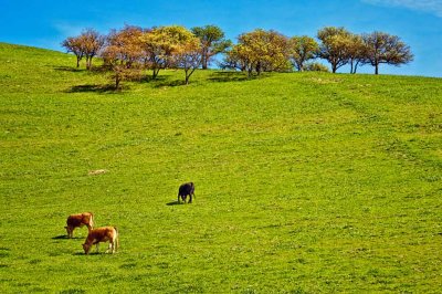Open range
