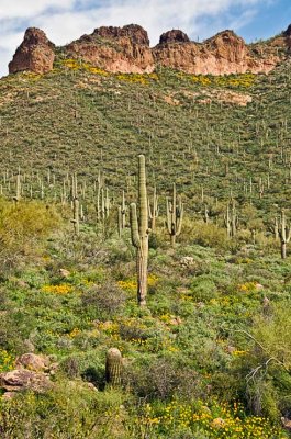 The desert in bloom