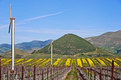 Vineyard fans