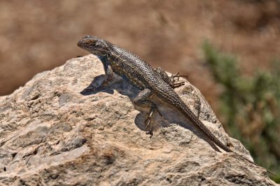 Canyon lizard