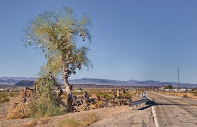 Shoe tree on Route 66