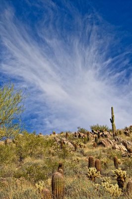 The desert