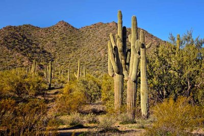 Saguaro field