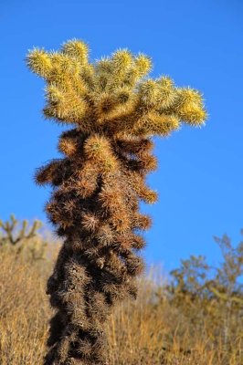 Teddy bear cholla