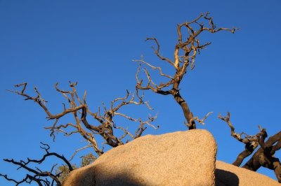 Rock trees