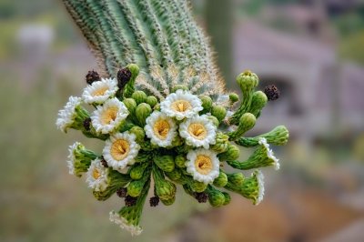 Saguaro flowers