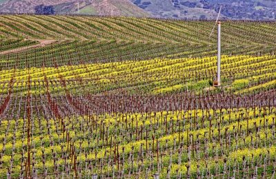Vineyard in bloom