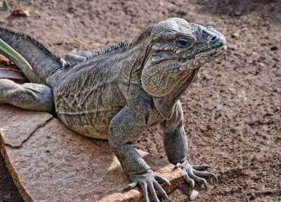 Rhinocerous iguana