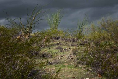 Three Ocotillo