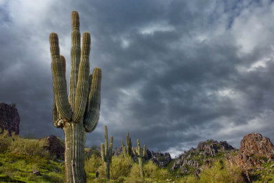 Saguaro Field 
