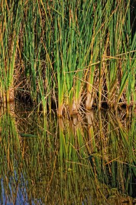 Lagoon Reeds