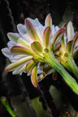 Cactus flowers