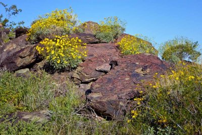 Blooming Brittlebush