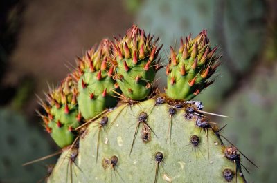 Prickley Pear Cactus