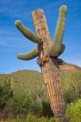 The Headless Saguaro