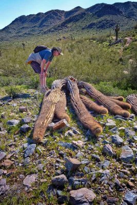 Fallen Saguaro