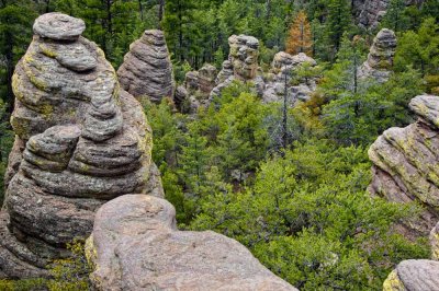 Giants in the Forrest