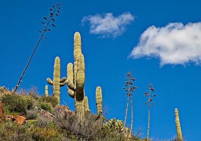 Cacti and century plants
