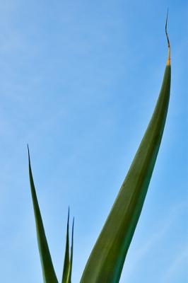 Agave leaves