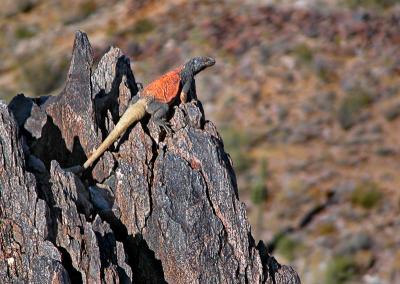 Chuckwalla