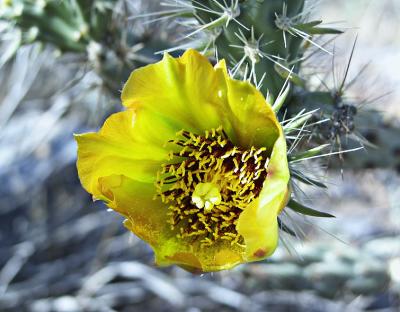 Cactus flower