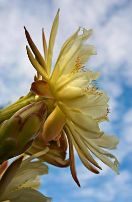 Cactus flower