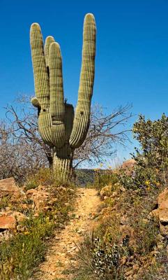 Trail to the saguaro